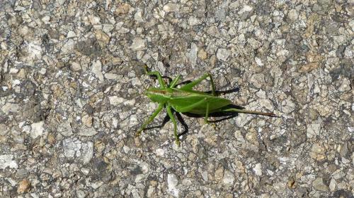 Réf. 190 583 : Tettigonia cantans